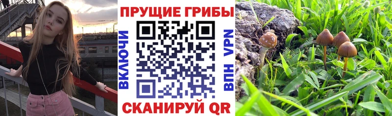 Галлюциногенные грибы Magic Shrooms  Надым 